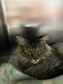Stixx -  Domestic Long Hair Cat for Adoption in Belton, Texas - Stixx | PetCurious