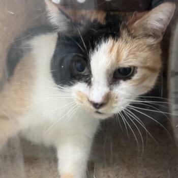 Spot -  Domestic Short Hair Cat for Adoption in Philadelphia, Pennsylvania - Spot | PetCurious