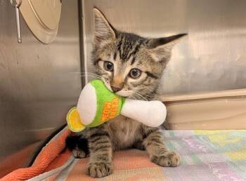 A553650 -  Domestic Short Hair Cat for Adoption in Moreno Valley, California - A553650 | PetCurious