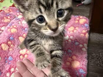 Domestic Short Hair Cats Available for Adoption - Galaxy | PetCurious