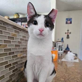 Pistachio -  Domestic Short Hair Cat for Adoption in Jupiter, Florida - Pistachio | PetCurious