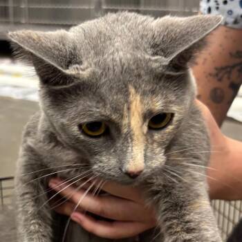 Sarabi -  Domestic Short Hair Cat for Adoption in Yuma, Arizona - Sarabi | PetCurious