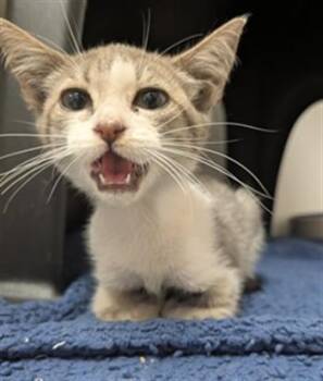 FRECKLE -  Domestic Short Hair Cat for Adoption in Ontario, California - FRECKLE | PetCurious