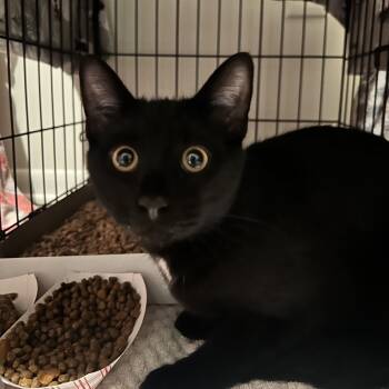 Rescue Domestic Short Hair Cats for Adoption in Allentown, Pennsylvania - Knox | PetCurious
