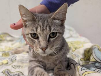 Sterling -  Tabby Cat for Adoption in Pittsboro, North Carolina - Sterling | PetCurious
