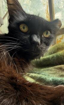Domestic Long Hair Cats Available for Adoption in Chandler, Arizona - Frankie Valli | PetCurious