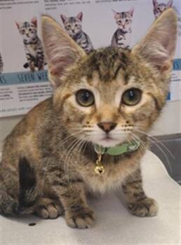KAKI -  Domestic Short Hair Cat for Adoption in San Antonio, Texas - KAKI | PetCurious