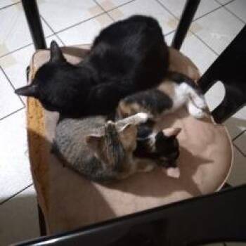 Sarasota -  Domestic Short Hair Cat for Adoption in West Palm Beach, Florida - Sarasota | PetCurious