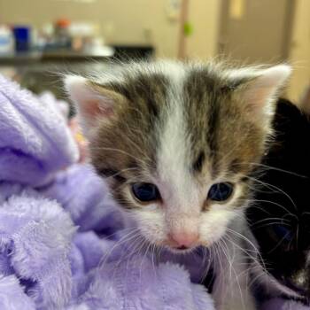 Domestic Short Hair Cats Available for Adoption - Hagrid | PetCurious