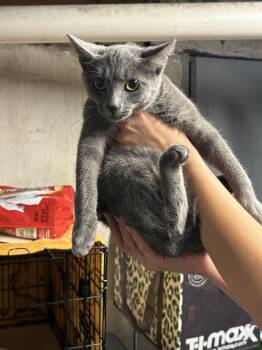 Sylvan -  Domestic Short Hair Cat for Adoption in Bayonne, New Jersey - Sylvan | PetCurious