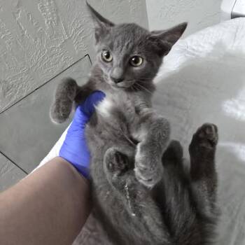 Tap -  Domestic Short Hair Cat for Adoption in Leander, Texas - Tap | PetCurious