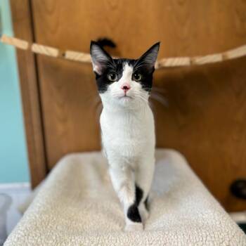 Volt--In Foster -  Domestic Short Hair Cat for Adoption in Fargo, North Dakota - Volt--In Foster | PetCurious