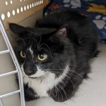 Domestic Medium Hair Cats Available for Adoption in Worcester, Massachusetts - Tootsie Roll | PetCurious