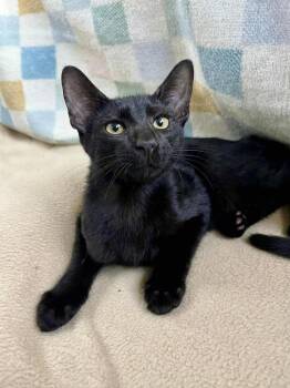 Frank -  Domestic Short Hair Cat for Adoption in Gulfport, Mississippi - Frank | PetCurious