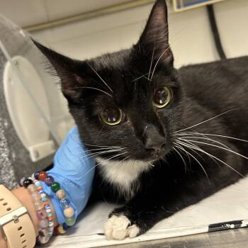 Solstice -  Domestic Short Hair Cat for Adoption in Greenville, South Carolina - Solstice | PetCurious