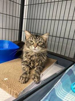 Domestic Medium Hair and Domestic Short Hair Cats Available for Adoption in Beatrice, Nebraska - Elodie | PetCurious