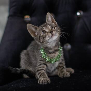 Rescue Tabby Cats for Adoption in Pasadena, Texas - Millie | PetCurious