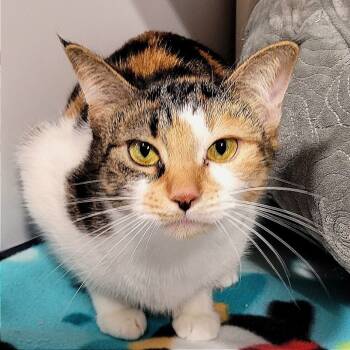 Rescue Domestic Short Hair Cats for Adoption in Puslinch, Ontario - Fireballzz | PetCurious