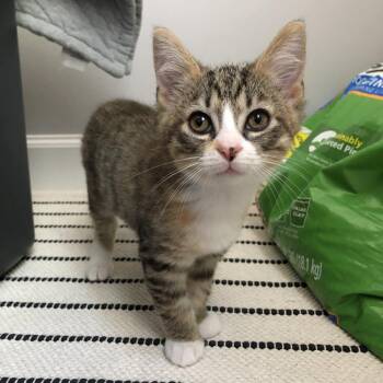 Creme Brulee -  Domestic Medium Hair Cat for Adoption in Fairfax Station, Virginia - Creme Brulee | PetCurious