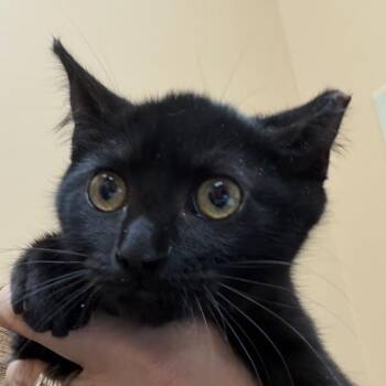 FWT Macey -  Domestic Short Hair Cat for Adoption in Midland, Texas - FWT Macey | PetCurious