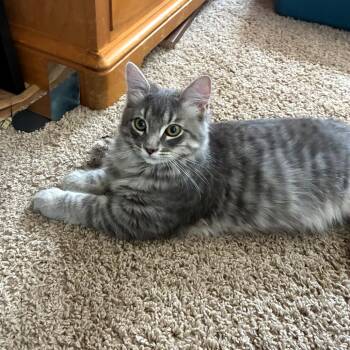 Mongo -  Domestic Medium Hair Cat for Adoption in Bulverde, Texas - Mongo | PetCurious