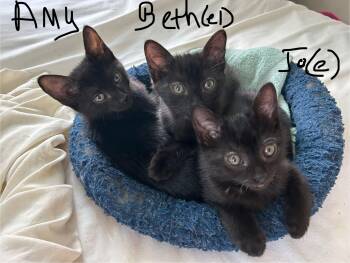 Rescue Domestic Short Hair Cats for Adoption in Waltham, Massachusetts - The Little Women (and One Gentleman) | PetCurious