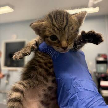 Lucy -  Domestic Short Hair Cat for Adoption in Milton, Florida - Lucy | PetCurious