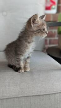 Tia -  Domestic Medium Hair Cat for Adoption in Tulsa, Oklahoma - Tia | PetCurious