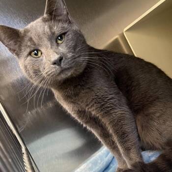 Domestic Short Hair Cats Available for Adoption - Shenanigans | PetCurious