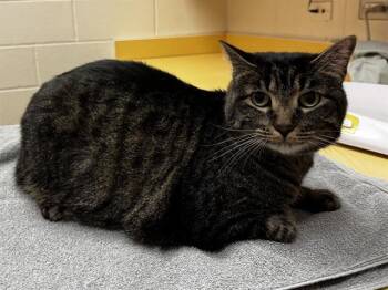 Domestic Short Hair Cats Available for Adoption in Colorado Springs, Colorado - BOTANIKA | PetCurious