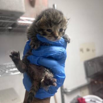 Dominos -  Domestic Short Hair Cat for Adoption in Philadelphia, Pennsylvania - Dominos | PetCurious