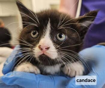 Candace -  Domestic Short Hair Cat Available for Adoption in Lafayette, Indiana - Candace | PetCurious