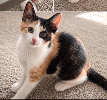 Chanel -  Calico Cat for Adoption in Wyandotte, Michigan - Chanel | PetCurious