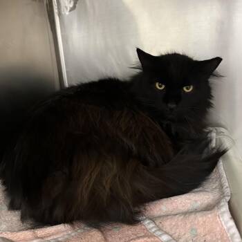 Domestic Long Hair Cats Available for Adoption in Kanab, Utah - Plunge | PetCurious