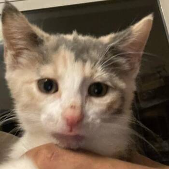 Kate -  Domestic Medium Hair Cat for Adoption in Bel Air, Maryland - Kate | PetCurious