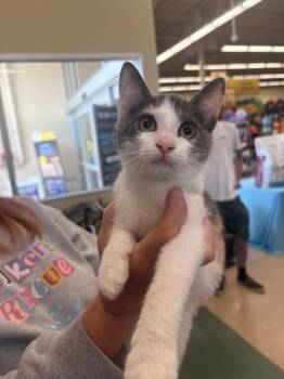 Peaches -  Domestic Short Hair Cat for Adoption in Mountain Home, Arkansas - Peaches | PetCurious