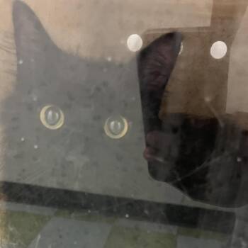 Marty -  Domestic Short Hair and Mixed Breed Cat for Adoption in Philadelphia, Pennsylvania - Marty | PetCurious