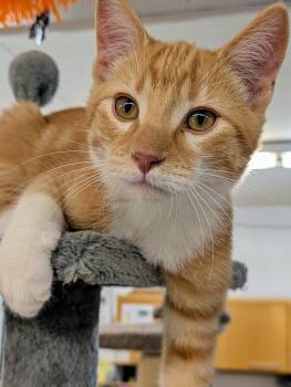 Carrot -  Domestic Short Hair Cat for Adoption in Bonnyville, Alberta - Carrot | PetCurious