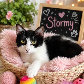 Stormy -  Domestic Short Hair Cat for Adoption in League City, Texas - Stormy | PetCurious