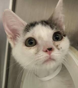 Cosmo -  Domestic Short Hair Cat for Adoption in Walnut Creek, California - Cosmo | PetCurious