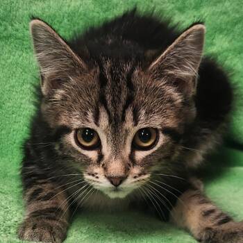Nova -  Domestic Short Hair Cat for Adoption in Brighton, Missouri - Nova | PetCurious