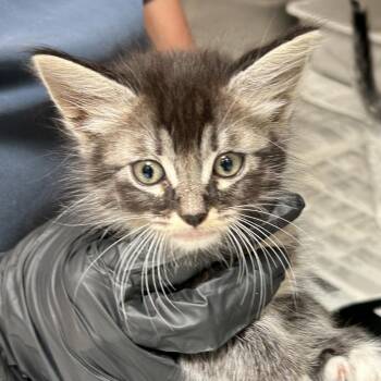 Miso -  Domestic Long Hair Cat for Adoption in Ojai, California - Miso | PetCurious