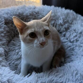 Rescue Domestic Short Hair Cats for Adoption in Midlothian, Texas - 25N Binky | PetCurious