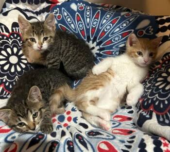 Fonzie, Potsie & Richie -  Tabby Cat for Adoption in Closter, New Jersey - Fonzie, Potsie & Richie | PetCurious