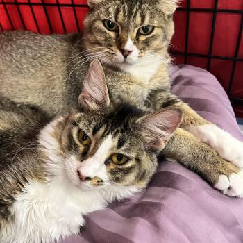 Rescue Domestic Long Hair Cats for Adoption in Freeland, Michigan - Marilyn | PetCurious