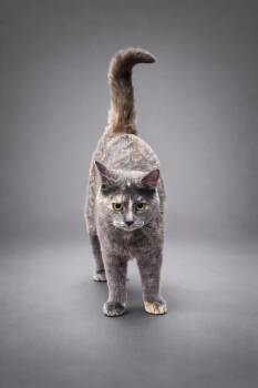 Domestic Short Hair Cats Available for Adoption - Sasha | PetCurious