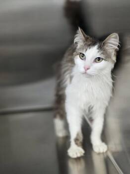 Muffin -  Domestic Long Hair Cat Available for Adoption in Shelby, Michigan - Muffin | PetCurious