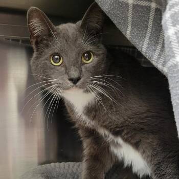 Bobby -  Domestic Short Hair Cat for Adoption in Nashville, Indiana - Bobby | PetCurious