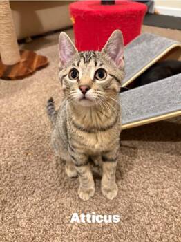 Rescue Domestic Short Hair Cats for Adoption in Washington Township, New Jersey - Atticus | PetCurious