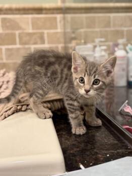 Woody -  Domestic Short Hair Cat for Adoption in Riverdale, New Jersey - Woody | PetCurious
